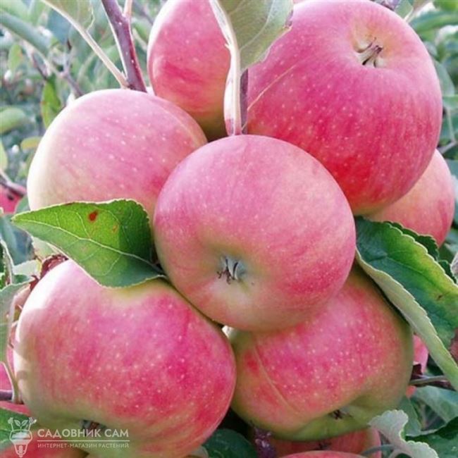 Характеристики яблони Соковое-3
