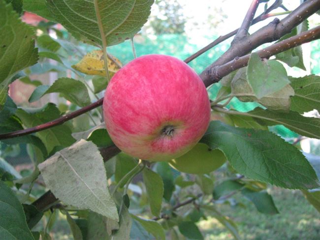 Описание сорта яблони Соковое