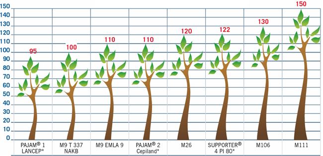 Размеры взрослого дерева и ежегодный прирост