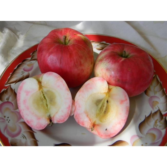 Описание сорта яблони Услада