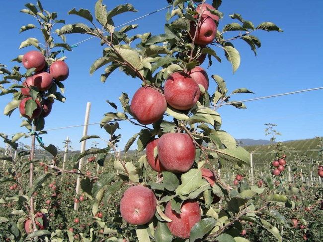 Характеристика сорта яблони Фуджи – описание дерева, урожайность, фото, отзывы
