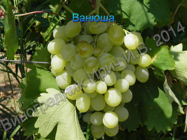 Описание сорта винограда Ванюша