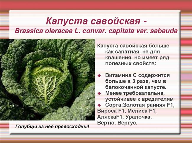 Ботаническое описание и характеристика Савойской капусты