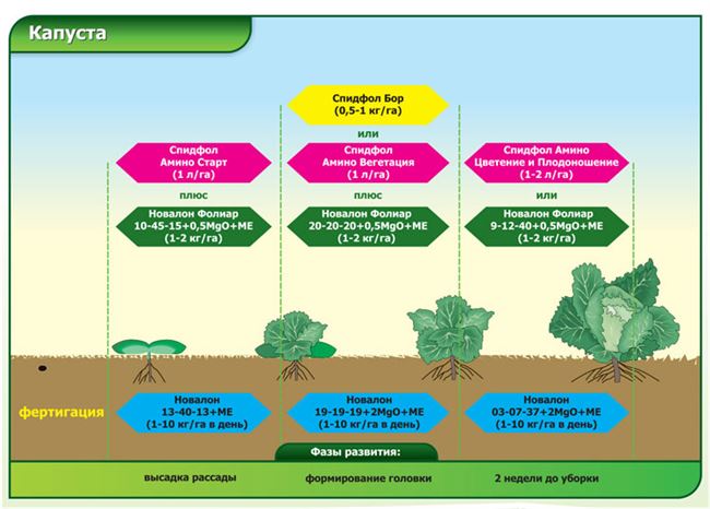 Болезни капусты по фазам роста (семенники, рассада, высаженные растения, головки на хранении) 