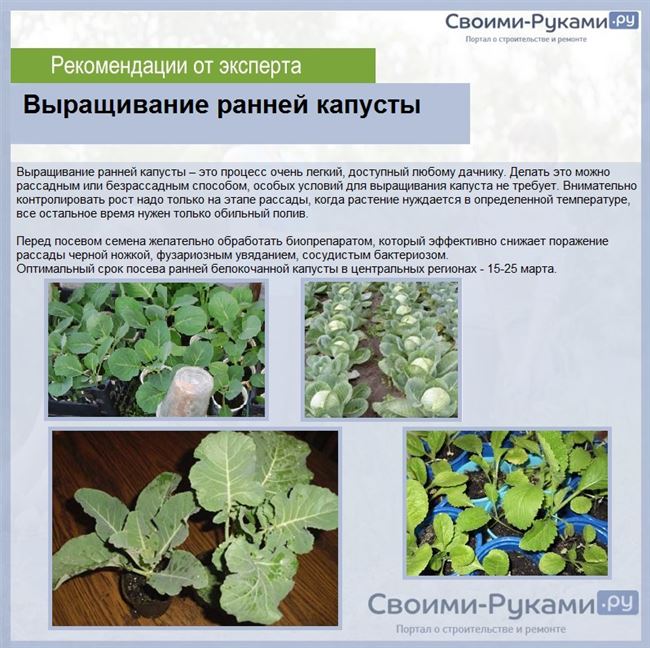 Болезни капусты по фазам роста (семенники, рассада, высаженные растения, головки на хранении) 