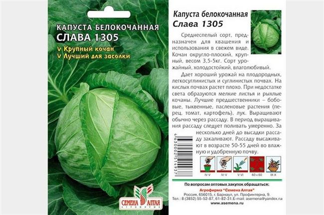 Засолочные сорта капусты для выращивания в Сибири