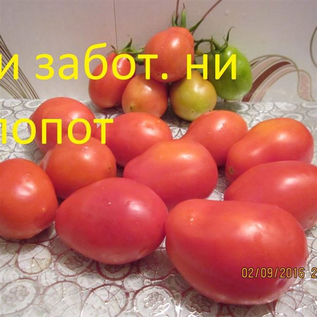 Описание сорта томата Маркиз, выращивание, посадка и уход