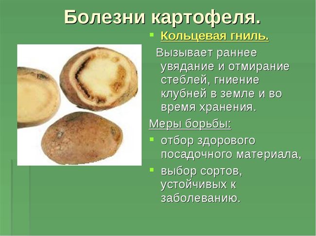 Причины болезни картофеля