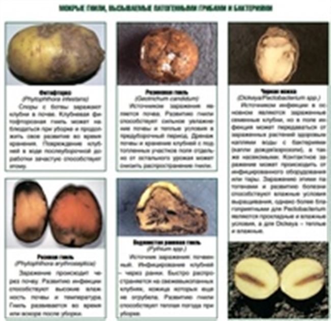 Профилактика болезней картофеля