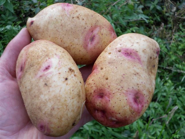 Ранние сорта картофеля. 30 ТОП ранних сортов картофеля с описанием, вкусовыми качествами, фото и отзывами
