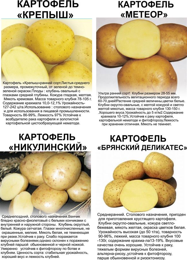 Рассыпчатый картофель сорта. Описание сортов картофеля