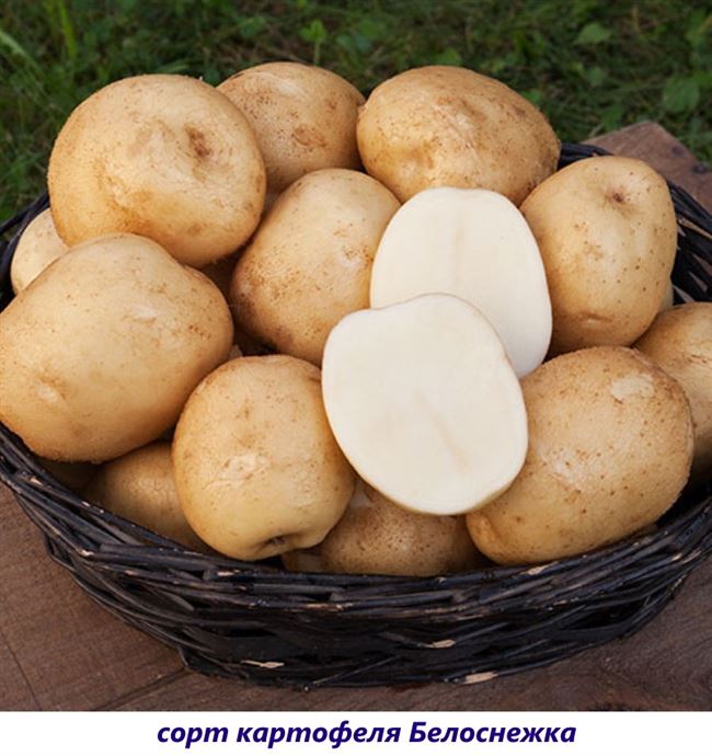 Характеристики Семенной картофель Белоснежка