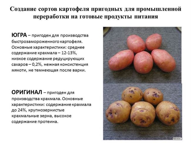 Сортовая характеристика картофеля Бронницкий, описание типичности и отличимости сорта