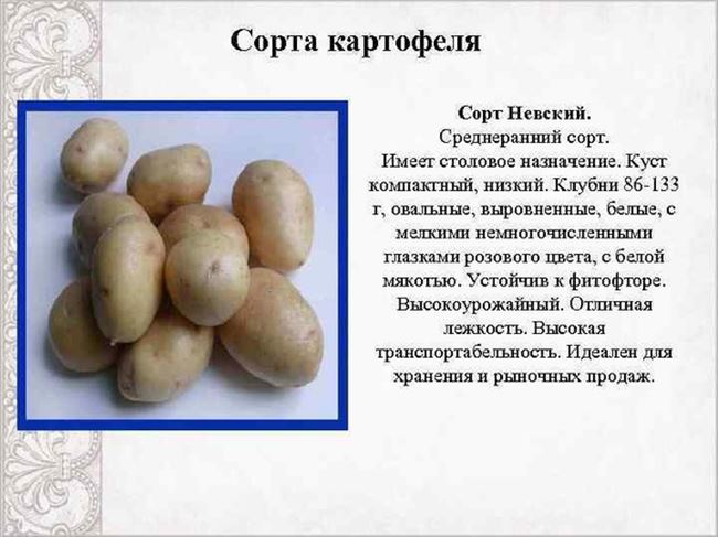 Описание и характеристика сортов картофеля Белоруссии