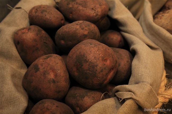 Список других сортов картофеля для Урала (только названия, без описания и характеристик)