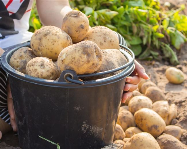 Сбор сорта картофеля Латона и хранение урожая