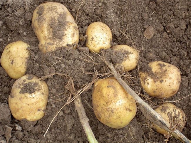Характеристика сорта картофеля Голубизна
