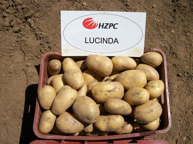 Описание и характеристика сортов картофеля из Беларуси