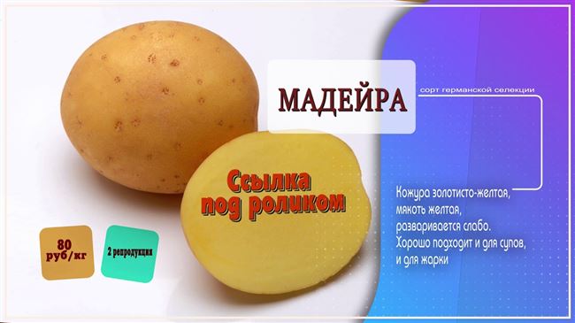 Характеристики картофеля Мадейра
