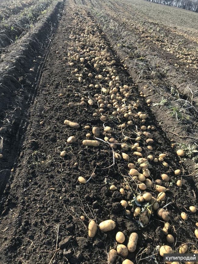 Посадка и выращивание картофеля сорта Мадейра