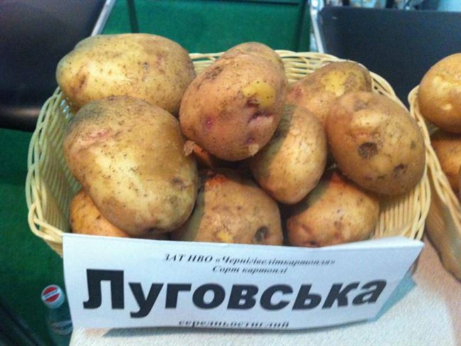 Сорта картофеля для Сибири, фото и описание