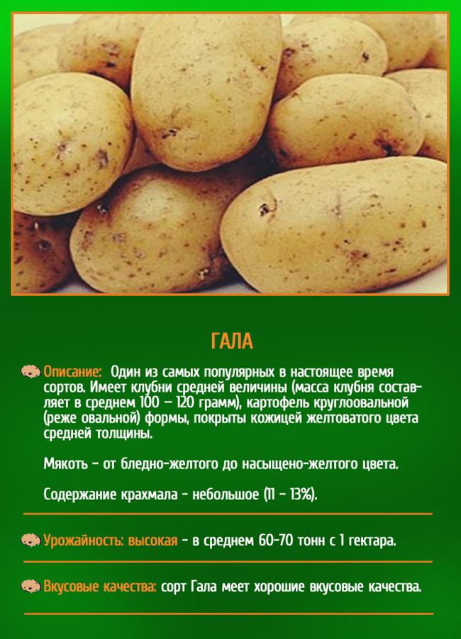 Характеристики сортов картофеля