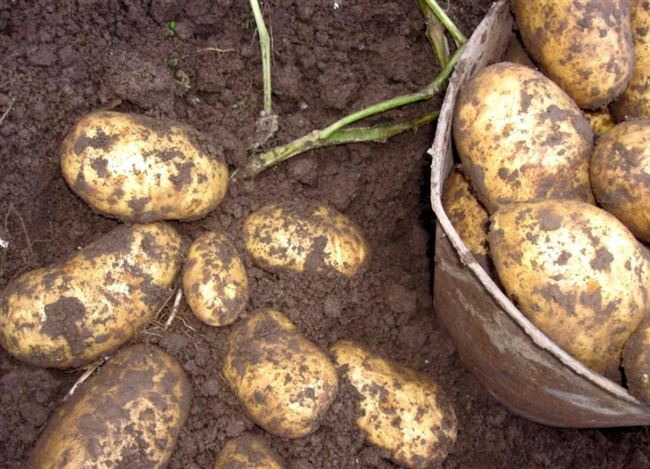 Все сорта картофеля, допущенные к использованию в РФ
