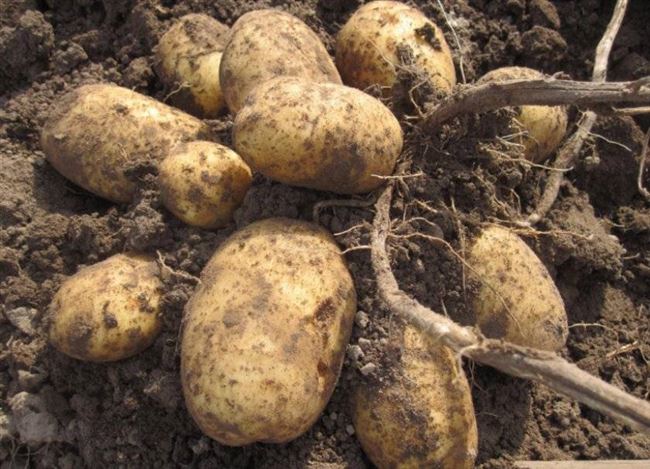 Сбор и хранение урожая картошки