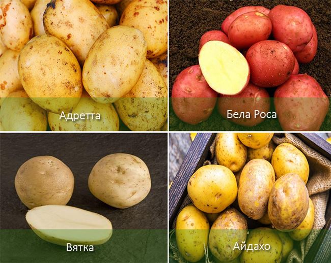 Характеристики картошек разного срока созревания с названиями и фото