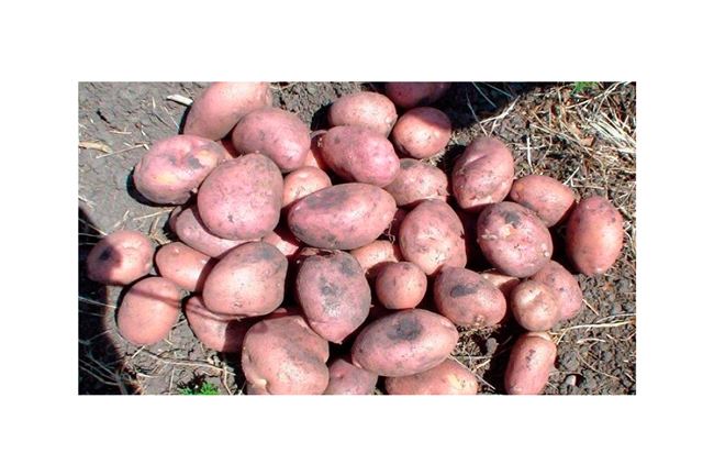 Видеосюжет о правильной посадке картофеля