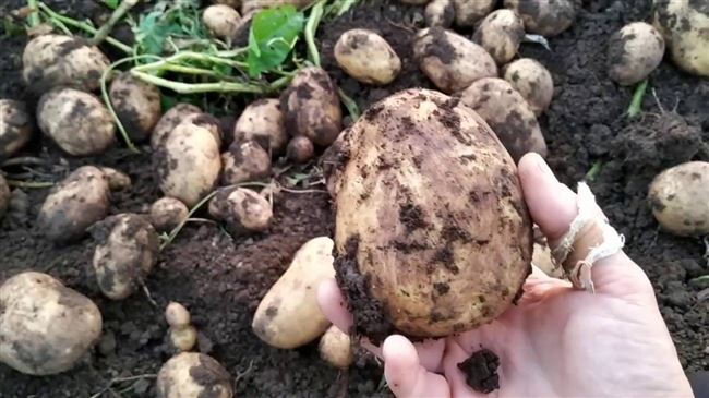 Выращивание картофеля из семян