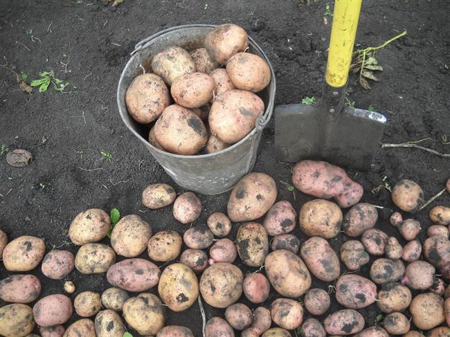 Как вырастить картофель (видео)