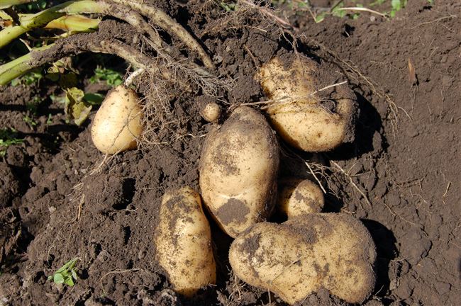 Как делить клубни картофеля для посадки (видео)