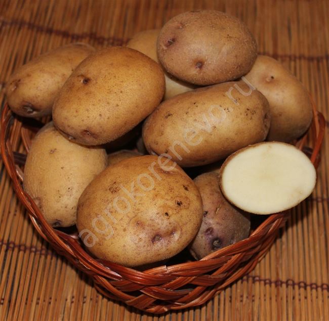 Посадка и уход за картофелем Синеглазка в открытом грунте