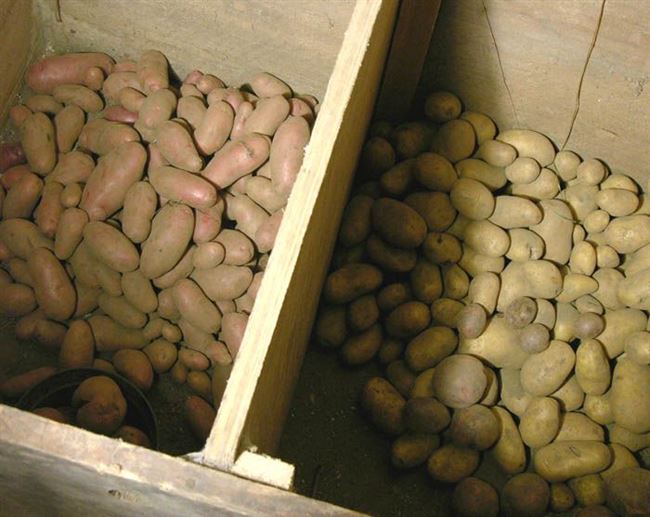 Хранение картофеля в ямах