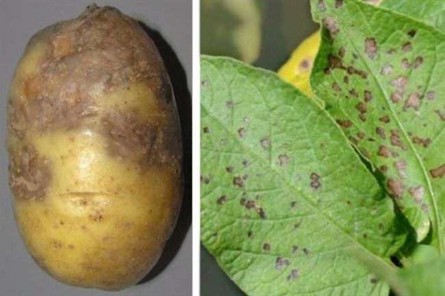 Болезни картофеля – парша, фитофтороз, альтернариоз