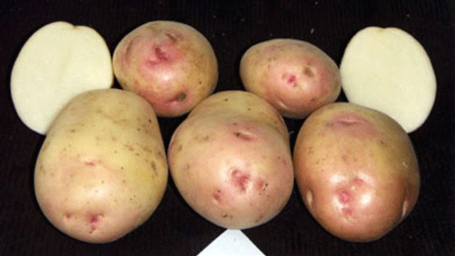 Описание сорта картофеля 