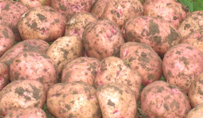 малиновка картофель характеристика