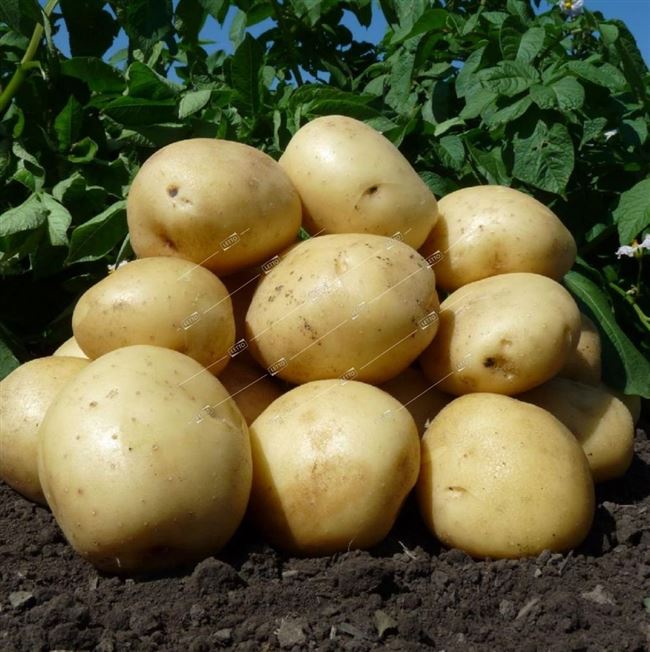 Посадка и выращивание картофеля сорта Сударыня