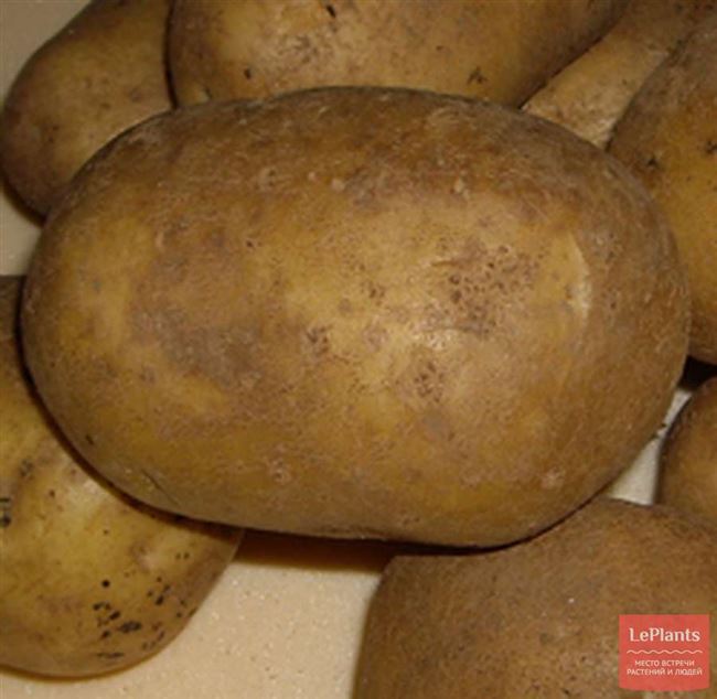 Описание и характеристика картофеля Тимо