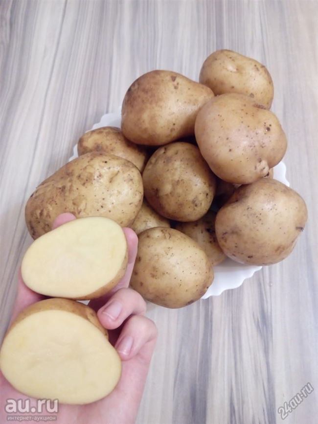 Описание и характеристика сортов картофеля