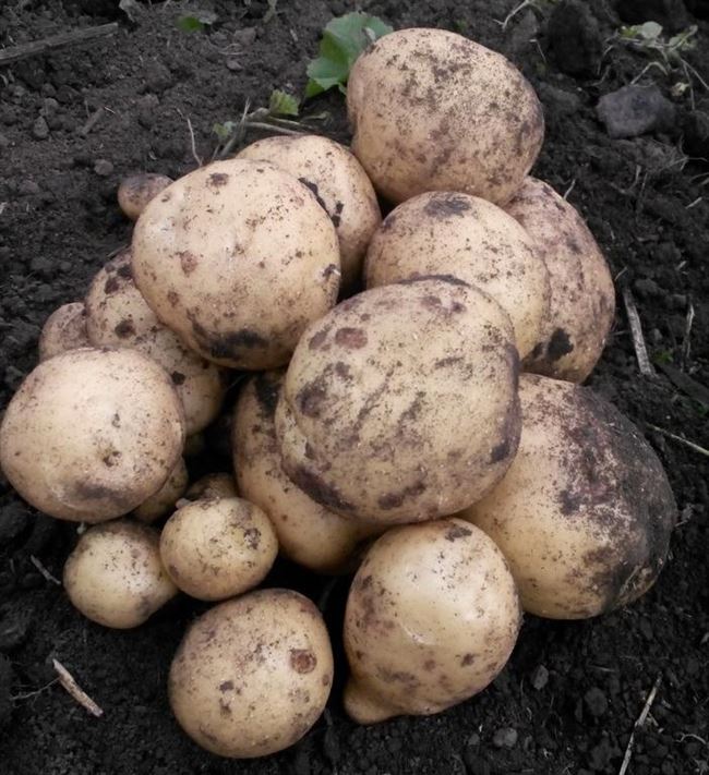 Посадка и выращивание картофеля сорта Василий
