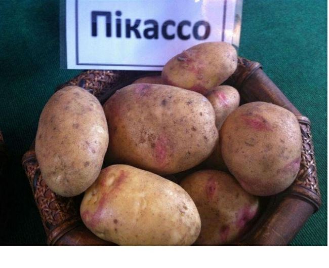 Поздние сорта картофеля, фото и описание