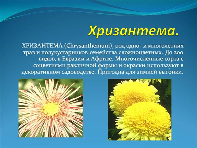 Описание и характеристика цветка