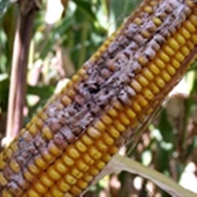 Болезни кукурузы