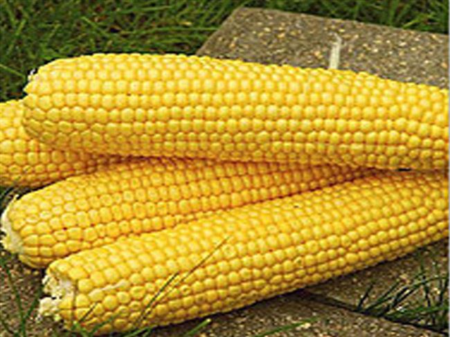 Отзывы покупателей о Семена кукурузы Seminis Трофи F1 20 шт (Садыба Центр) (4820146722354)  4 