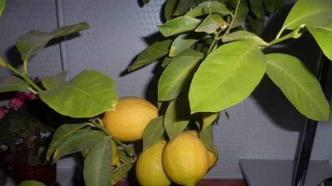 Черенкование лимона