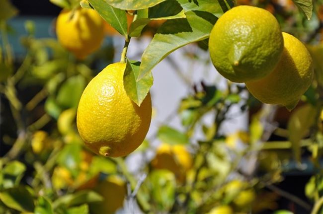 Выращивание лимона из семечки