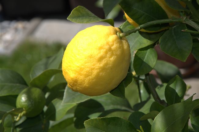 Посадка лимона в домашних условиях.