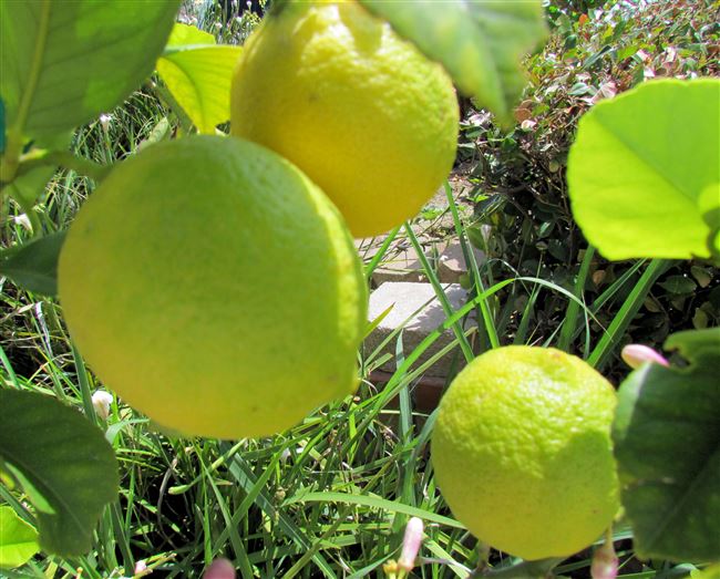 Посадка лимонов